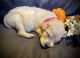 Golden Retriever Puppies for sale in Gainesville, FL, USA. price: $800