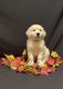 Golden Retriever Puppies for sale in Baltic, OH 43804, USA. price: $700