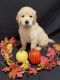Golden Retriever Puppies for sale in Baltic, OH 43804, USA. price: $700