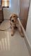 Golden Retriever Puppies for sale in Haryana 132001, India. price: 30000 INR