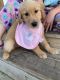 Golden Retriever Puppies for sale in Payson, IL 62360, USA. price: NA