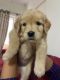 Golden Retriever Puppies for sale in Electronics City Phase 1, Electronic City, Bengaluru, Karnataka 560100, India. price: 25000 INR