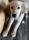 Golden Retriever Puppies for sale in Fairview, NJ 07022, USA. price: NA
