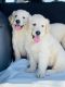 Golden Retriever Puppies for sale in Tampa, FL, USA. price: $2,500