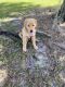 Golden Retriever Puppies for sale in St Cloud, FL, USA. price: $1,400