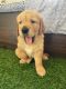 Golden Retriever Puppies for sale in Wagholi, Pune, Maharashtra 412207, India. price: 17000 INR