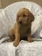 Golden Retriever Puppies for sale in Apple Valley, CA, USA. price: $650