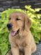 Golden Retriever Puppies for sale in West Richland, WA 99353, USA. price: NA