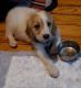 Golden Retriever Puppies for sale in Brooklyn, NY, USA. price: NA