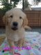 Golden Retriever Puppies for sale in Vancouver, WA, USA. price: $750
