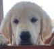 Golden Retriever Puppies for sale in LAKE MATHEWS, CA 92570, USA. price: NA