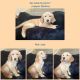 Golden Retriever Puppies for sale in Sugar Land, TX, USA. price: $1,600