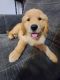 Golden Retriever Puppies for sale in Charleston, WV, USA. price: $1,000