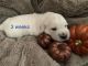Golden Retriever Puppies for sale in China Township, MI 48054, USA. price: NA
