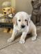 Golden Retriever Puppies for sale in Avalon Park, FL 32828, USA. price: NA