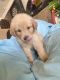 Golden Retriever Puppies for sale in Moreno Valley, CA 92553, USA. price: NA