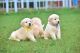 Golden Retriever Puppies for sale in Gandhi Camp, Kagwade Mala, Ichalkaranji, Maharashtra 416115, India. price: 30000 INR