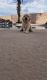Golden Retriever Puppies for sale in Tucson, AZ, USA. price: $2,000