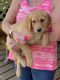 Golden Retriever Puppies for sale in Montesano, WA 98563, USA. price: NA