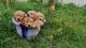 Golden Retriever Puppies for sale in Mettupalayam, Tamil Nadu, India. price: 23000 INR