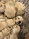 Golden Retriever Puppies for sale in San Diego Mission Rd, San Diego, CA, USA. price: $1,400