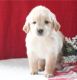 Golden Retriever Puppies for sale in W Chippewa St, Buffalo, NY, USA. price: NA