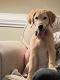 Golden Retriever Puppies for sale in Clayton, NC, USA. price: NA