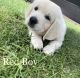 Golden Retriever Puppies for sale in Chesterfield, MI 48051, USA. price: NA