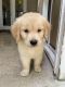 Golden Retriever Puppies for sale in Australia St, El Cajon, CA 92020, USA. price: NA