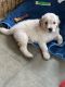 Golden Retriever Puppies for sale in Jamul, CA, USA. price: $800