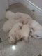 Golden Retriever Puppies for sale in Longmont, CO, USA. price: $1,500