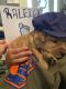 Golden Retriever Puppies for sale in Mulkeytown, IL 62865, USA. price: NA