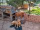 Golden Retriever Puppies for sale in Seligman, AZ 86337, USA. price: NA