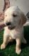 Golden Retriever Puppies for sale in Fort Myers, FL, USA. price: $1,200