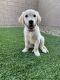 Golden Retriever Puppies for sale in North Las Vegas, NV, USA. price: NA