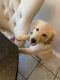 Golden Retriever Puppies for sale in Oak Forest, IL, USA. price: $600