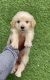 Golden Retriever Puppies for sale in Sector 15, Panchkula, Haryana, India. price: NA