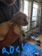 Golden Retriever Puppies for sale in E Berlin Rd, East Berlin, PA, USA. price: NA