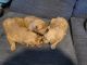 Golden Retriever Puppies for sale in Spring Valley, CA, USA. price: $500