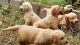 Golden Retriever Puppies for sale in Thiruvananthapuram, Kerala, India. price: 12000 INR