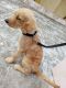 Golden Retriever Puppies for sale in Coimbatore, Tamil Nadu 641038, India. price: NA