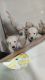 Golden Retriever Puppies for sale in Mira Road, Mira Bhayandar, Maharashtra, India. price: 30000 INR