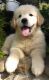 Golden Retriever Puppies for sale in Newcomerstown, OH 43832, USA. price: $450