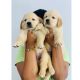 Golden Retriever Puppies for sale in Thiruvananthapuram, Kerala, India. price: 25000 INR