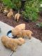 Golden Retriever Puppies for sale in Spring Valley, CA, USA. price: $500