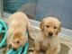 Golden Retriever Puppies for sale in New York, NY, USA. price: $510