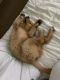 Golden Retriever Puppies for sale in Manchester, NH 03104, USA. price: NA