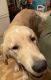 Golden Retriever Puppies for sale in West Tawakoni, TX 75474, USA. price: NA
