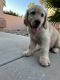 Golden Retriever Puppies for sale in Tucson, AZ, USA. price: $2,000