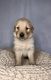 Golden Retriever Puppies for sale in Gallatin, TN 37066, USA. price: $800